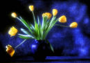 yellow tulips